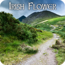 Irish Flower (3:23)